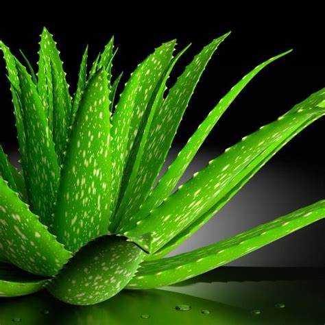 Aloe Vera raisin